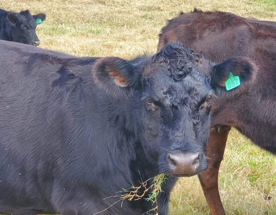 InnocentCows2.jpg