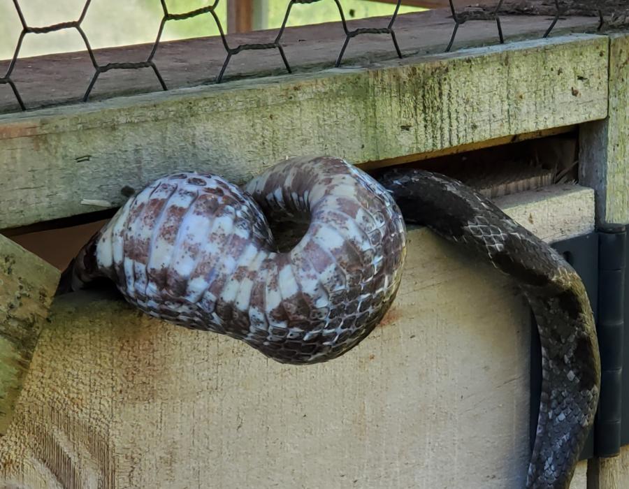 StuckSnake2.jpg