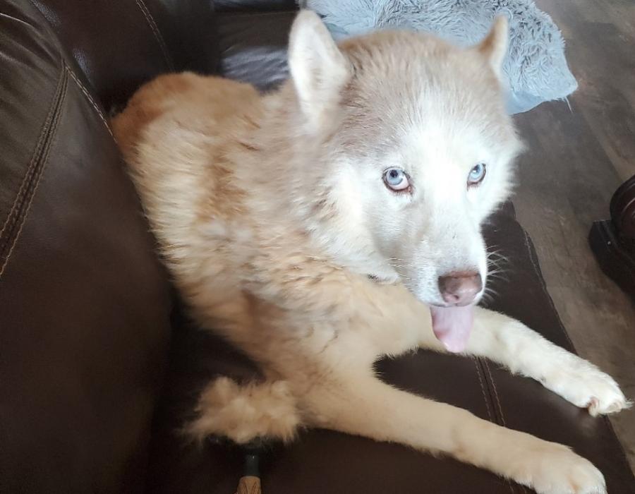 LucyTonguePic.jpg
